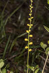 Golden colicroot